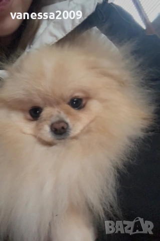 Померани , снимка 18 - Померан - 39236008