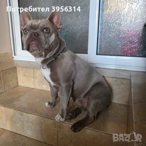 Френски булдог ., снимка 2 - Френски булдог - 55830702