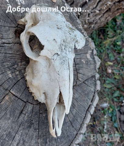 Стар череп от животно, за декорация - 6, снимка 1 - Други - 42365035