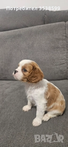Кавалер Кинг Чарлз Шпаньол , снимка 2 - Кавалер кинг чарлз шпаньол - 52669127