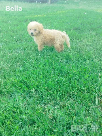Малтипу/Maltipoo , снимка 6 - Пудели - 55911428