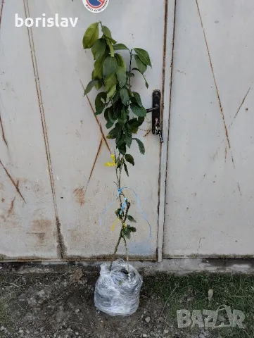 Плодородни лимони