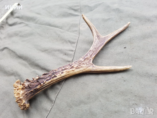 Рог от сръндак 2