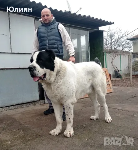 Продавам САО- Алабай, снимка 2 - Алабай - 49557113