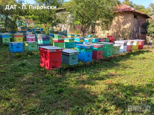 Пчелни отводки и рамки – с. Тепава, обл. Лове, снимка 2 - За пчели - 53499195