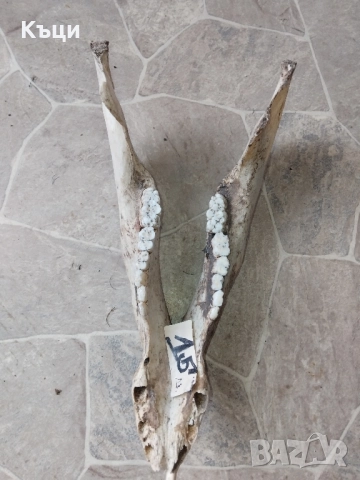 Челюсти от голяма свиня 45сантиметра. 