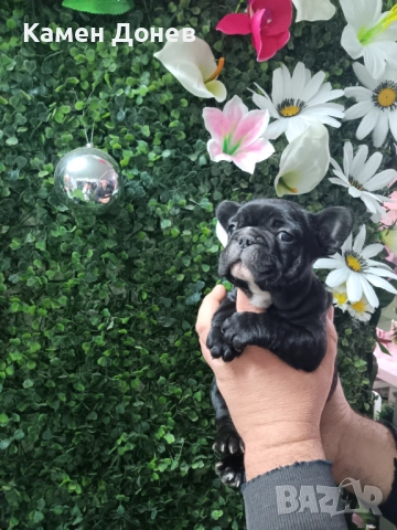 Френски булдог , снимка 3 - Френски булдог - 52906488