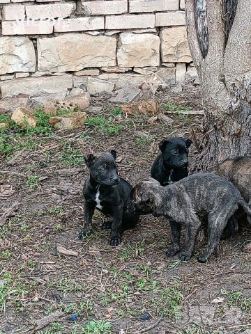 Подарявам кучета микс между Кане корсо и Питбул