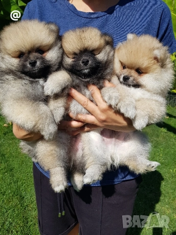 Померан померанчета свободни!, снимка 15 - Померан - 51699800