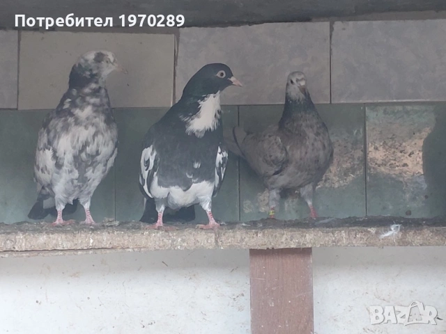 Пазарджишки гълъби, снимка 2 - Гълъби - 53586609