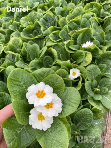 Цветя за 8 - ми март, снимка 2 - Градински цветя и растения - 53323438