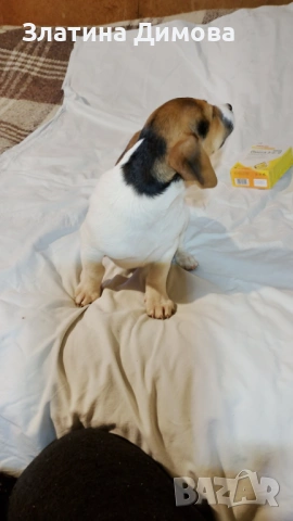 Джак ръсел териер, снимка 2 - Джак ръсел териер - 53458861