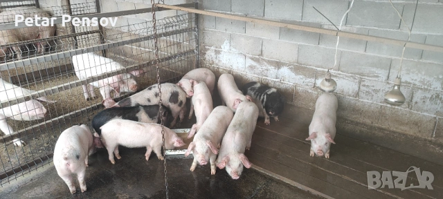 Малки прасета 18-25кг, снимка 7 - Прасета - 53454112