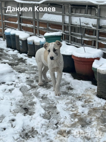 Продавам женски алабаи, снимка 8 - Алабай - 53400045