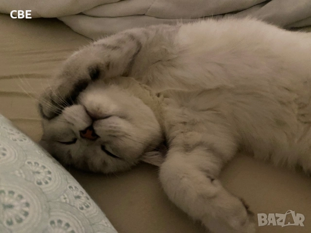 Продавам мъжка късокосместа  чинчила , снимка 3 - Чинчили - 53113627