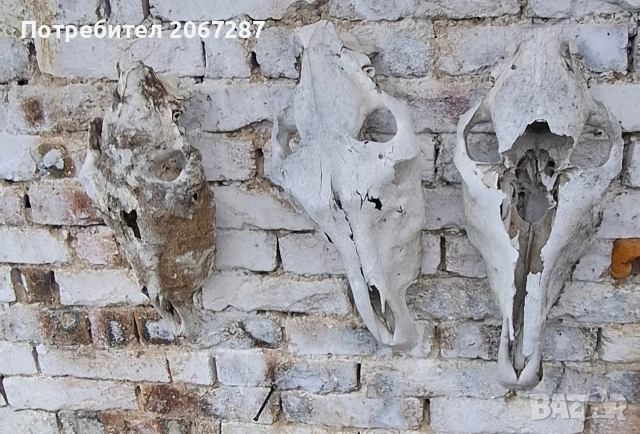 черепи за декорация, снимка 3 - Декорация за дома - 53436703