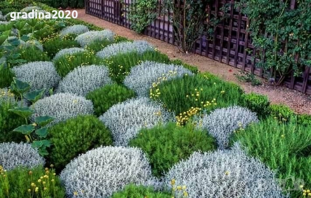 Сантолина Сребриста  , снимка 4 - Градински цветя и растения - 27370133