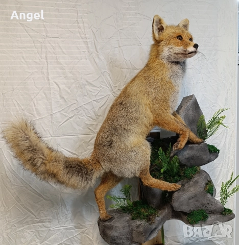 препарирани животни фазани и лисица , снимка 2 - Други стоки за дома - 52719535