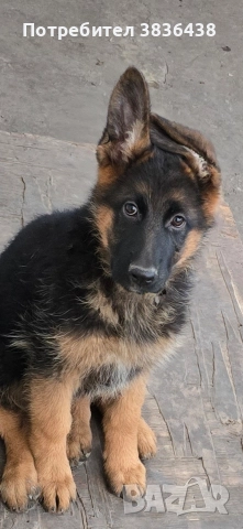 Чистокръвни немски овчарки, снимка 2 - Немска овчарка - 52158703
