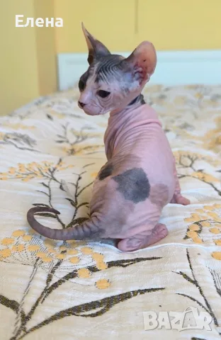 Don Sphynx чистокръвно момченце и момичета 