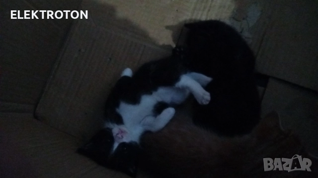 Подарявам малки котета, снимка 4 - Други - 51847390