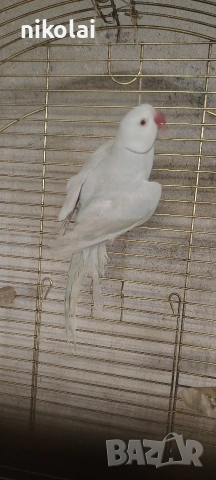 Двойка малки Александри , снимка 6 - Папагали - 53815351