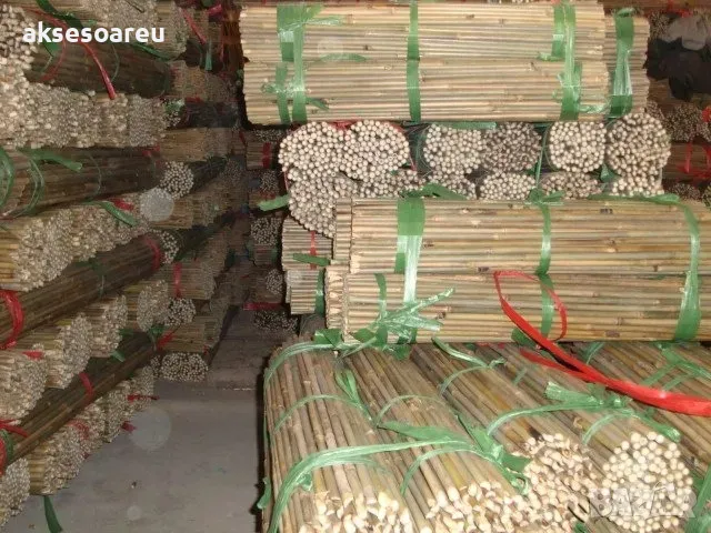 Нови семена бамбук Moso Bambo декоративни растения за дома бамбуков разсад за украса и декорация, снимка 8 - Сортови семена и луковици - 48995335