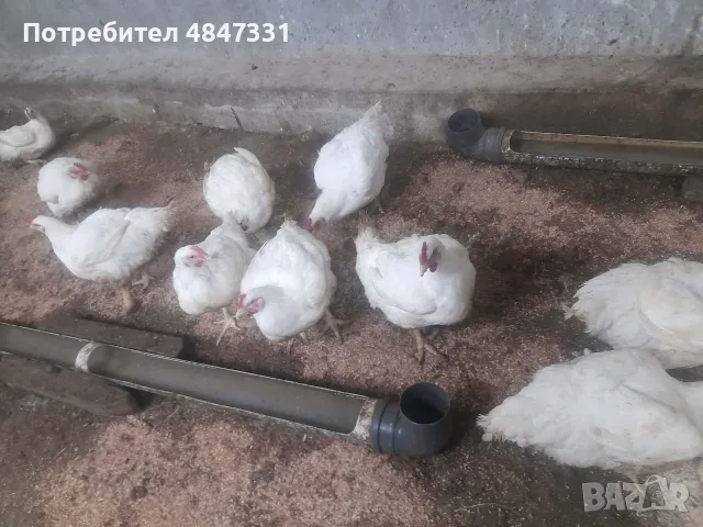 Кокошки                    ., снимка 4 - Кокошки и пуйки - 56156044