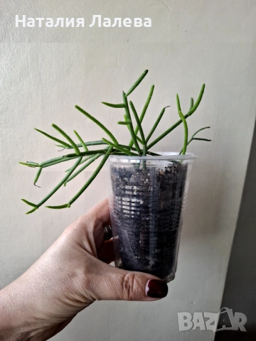 Рипсалис, rhipsalis grandiflora, снимка 3 - Стайни растения - 53409243