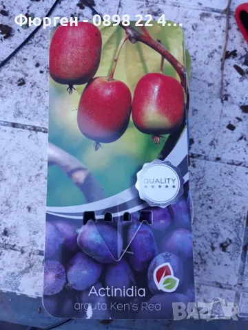 Червено киви - Налични 4 сорта Студоустойчиви, снимка 7 - Разсади - 49381602