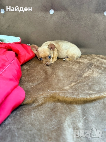 Кучута, снимка 2 - Други - 52866502