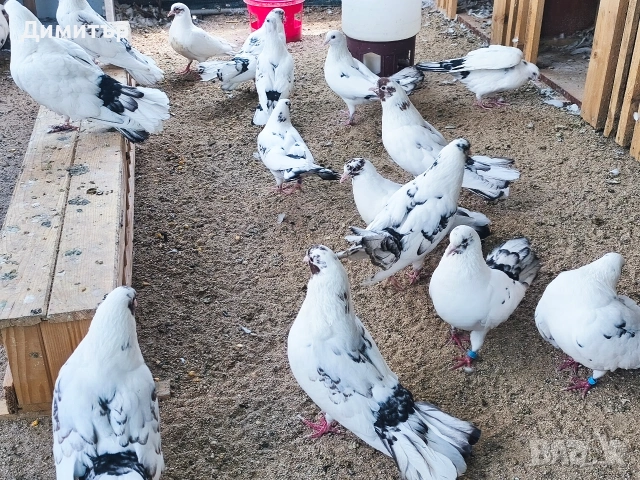 4 броя закъртени гълъби , снимка 2 - Гълъби - 53517224