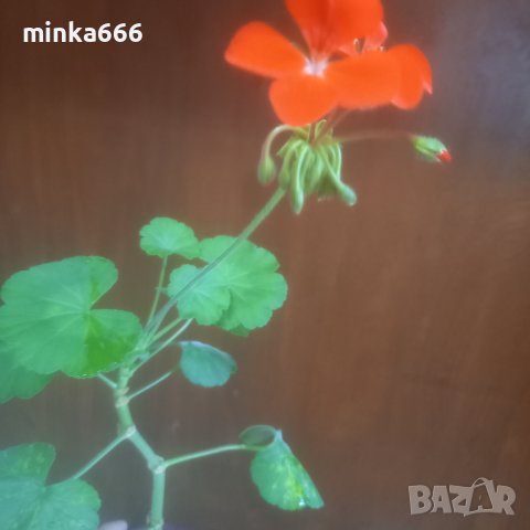 Оранжево мушкато, снимка 3 - Стайни растения - 41373735
