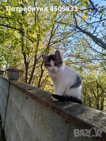 Отдам котенца в добри ръце, снимка 2 - Други - 52618310