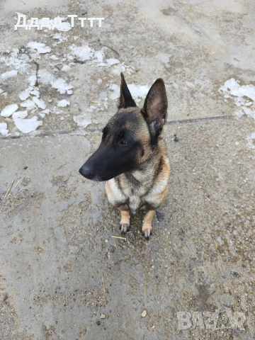 Кученца Малиноа, снимка 6 - Белгийска овчарка - 53357814