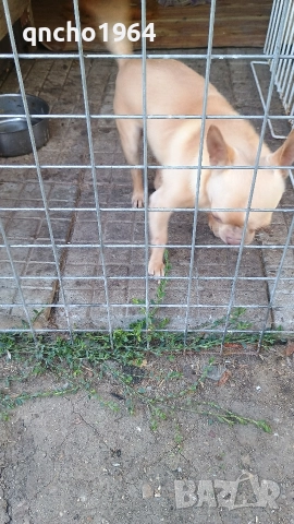 чихуахуа , снимка 7 - Чихуахуа - 52797683