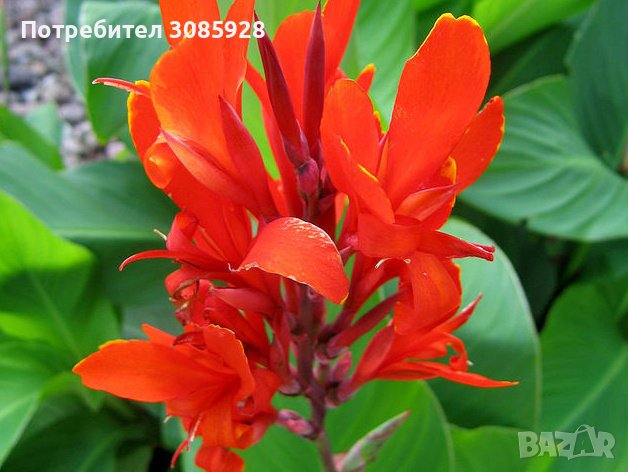 Коренище кана. Заявки късно есента. , снимка 1