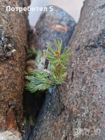 Дърва за огрев, снимка 2 - Дърва за огрев - 53107632