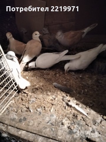 Продавам смеещи се гугутки