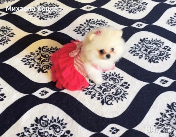 Мини Померани , снимка 6 - Померан - 52447230