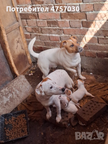 Продава се Джак Ръсел териер, снимка 2 - Джак ръсел териер - 53736963