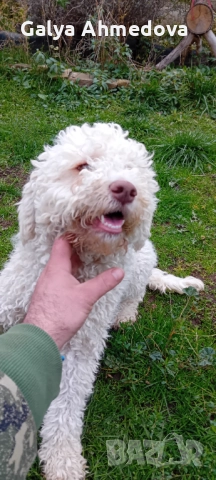 Кучета за труфели лагото романьоло 