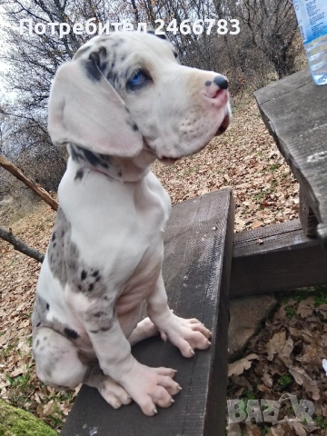 Немски дог, снимка 2 - Немски дог - 52495661