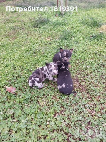Пинчер мерле, снимка 11 - Пинчер - 53223710