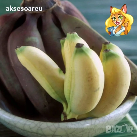 50 бр. Семена от Бонсай бананово дърво екзотични редки плодове палма за декорация на градината, снимка 8 - Сортови семена и луковици - 53258880