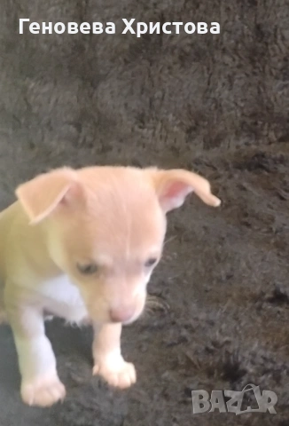  Чистокръвни пинчери!Мъжко и женско!