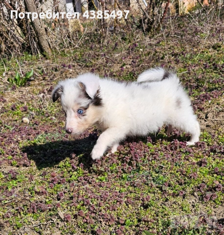 Момче Шелти мини Коли , снимка 3 - Коли - 53650176