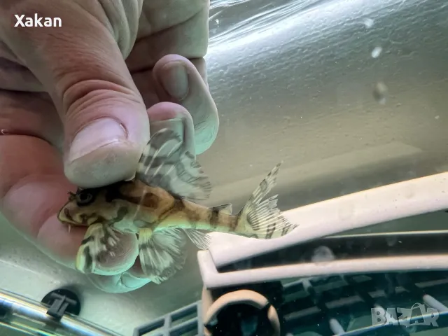 L 236 SW и SY 4.5-5.5см, снимка 8 - Рибки - 50275847