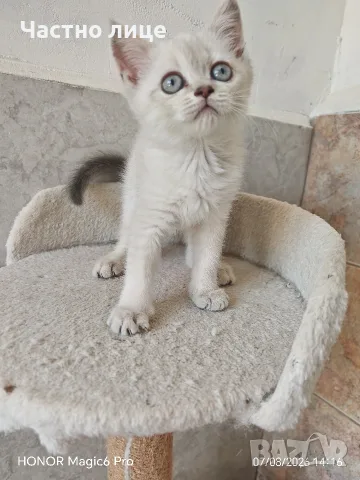 шотлански котета, снимка 2 - Британска късокосместа - 56150581