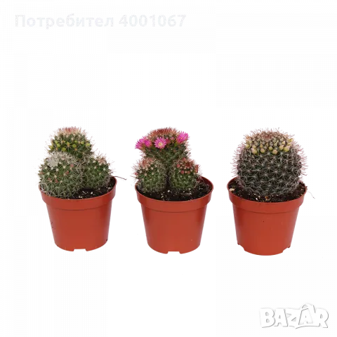 кактуси , снимка 1